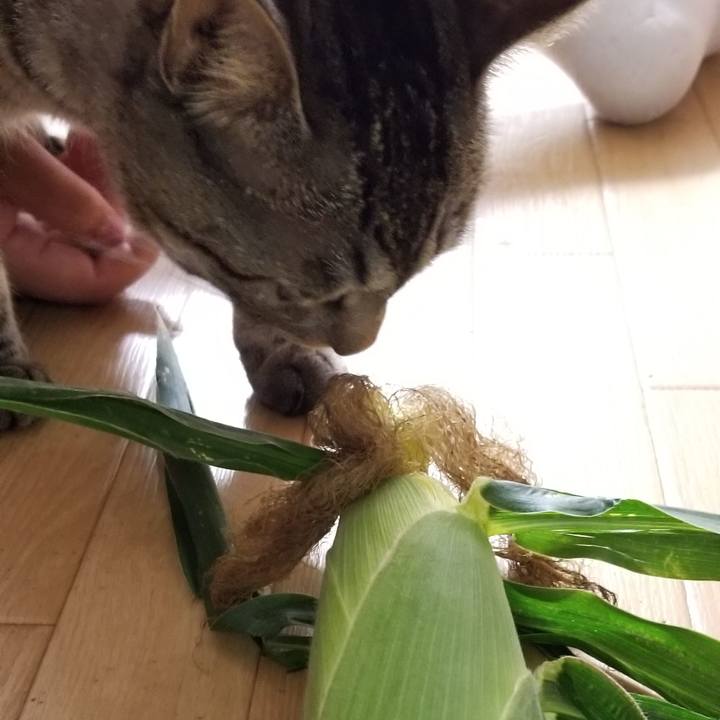 Aaf6b7bc 6996 454c 8cfe 3196653a81d7 1692459683592