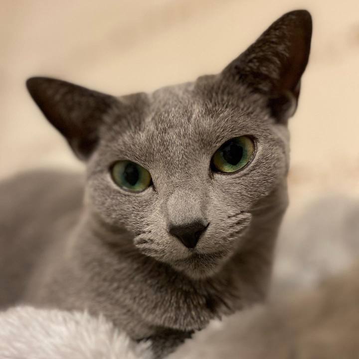 Aaf834a4 65f8 4bda 813c e5c29c682fbf 1651404043828