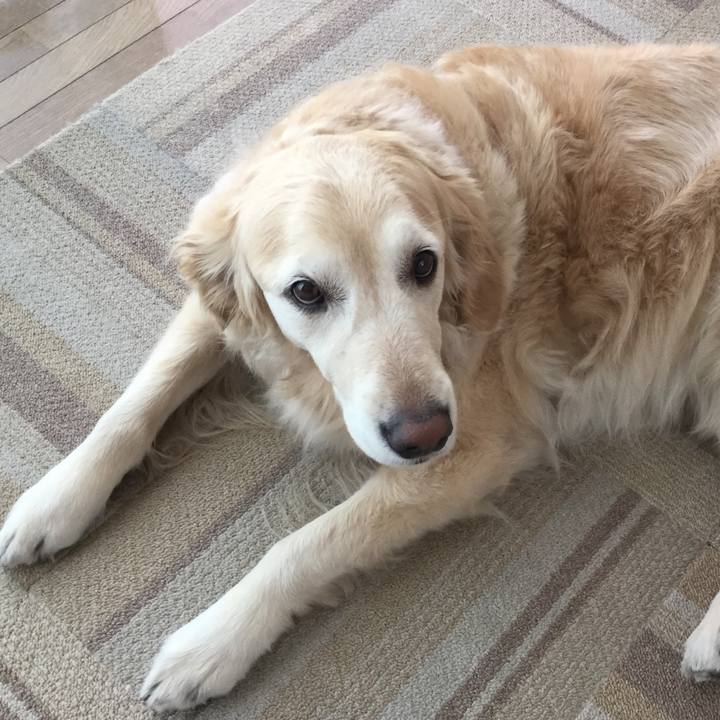 Aaf96290 bbb5 4926 a8d3 c3d8d2d33d49 1557878374306