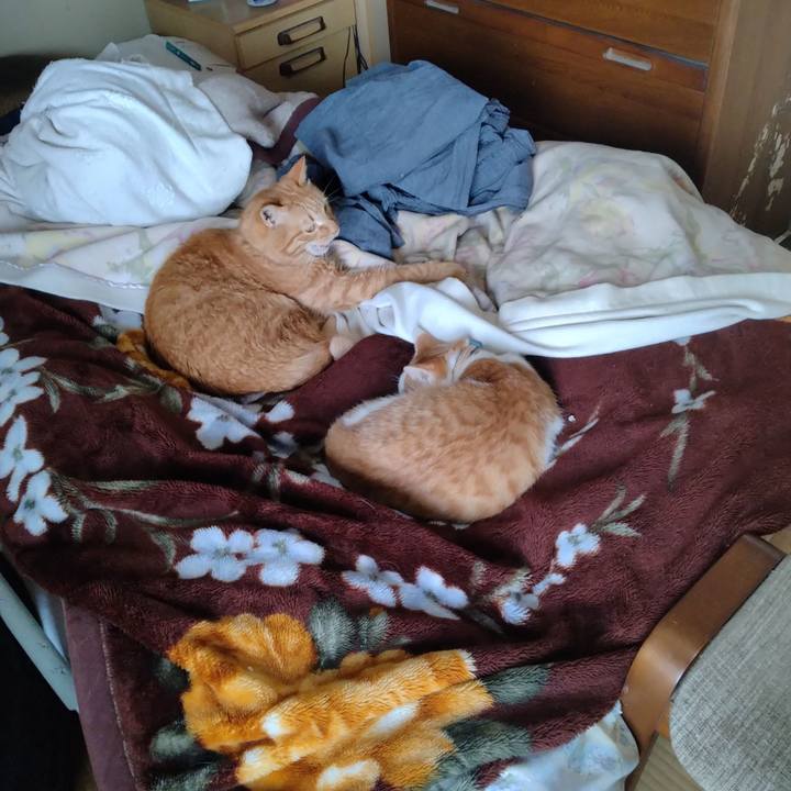 Aafb9a47 65ff 435f 83b9 2690d5d01ed6 1737601698565