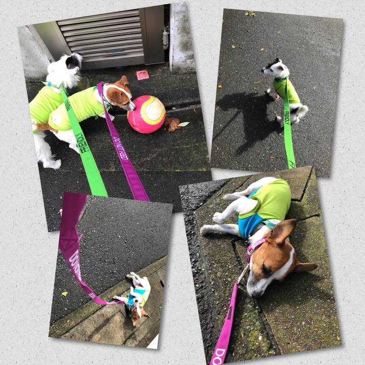 Aafbd446 738a 4b0a a4d5 ba152c909cf0 1508728058170