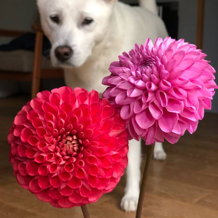 Aafd7b1b 8e9c 4b2a a974 1f1e1b25bae3 1602385963835