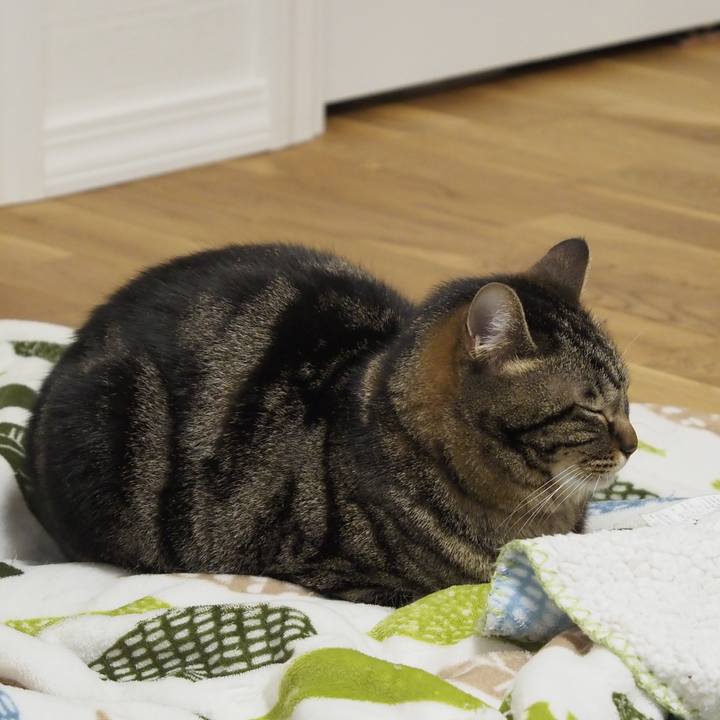 Aafdb6c6 3732 4a0a b79c 3e1e0d1ad455 1619700122974