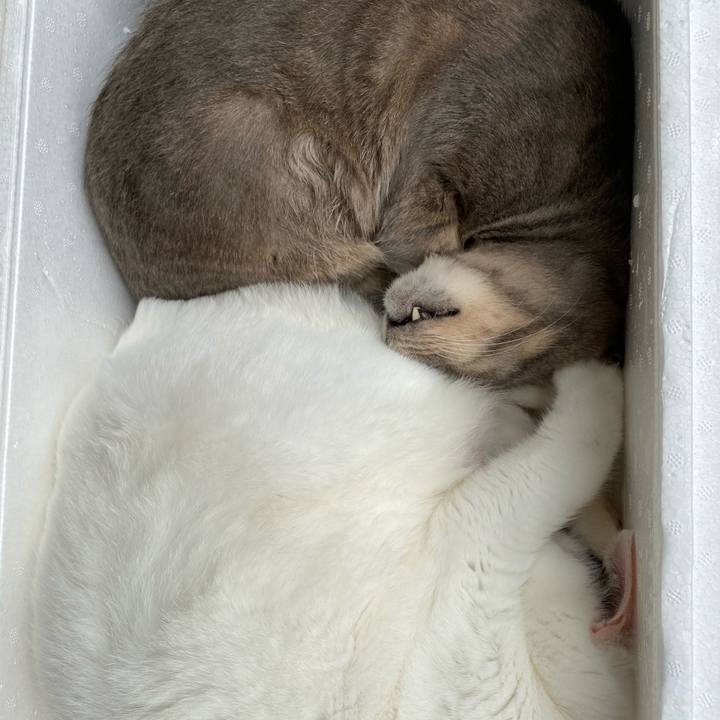 Aafe76d7 5360 44c8 966d a09bc78b248a 1572271495051