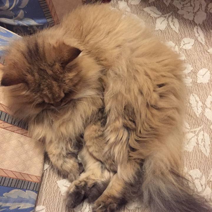 Aafe93e4 f820 42fb 8a3b 245dceac04d5 1540855743348