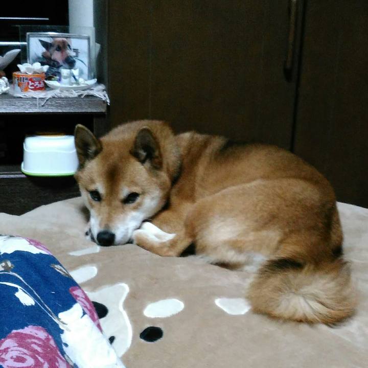 Aafecde9 cffa 4c11 a056 1ccd3a6b44b5 1544108274250