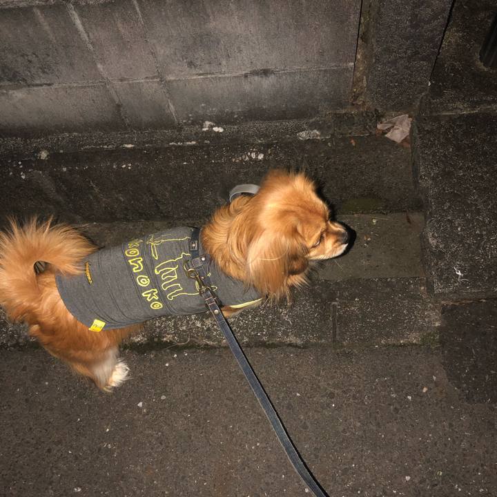 Ab007fc8 858a 4c86 a4d8 18a671d14aee 1544822716590