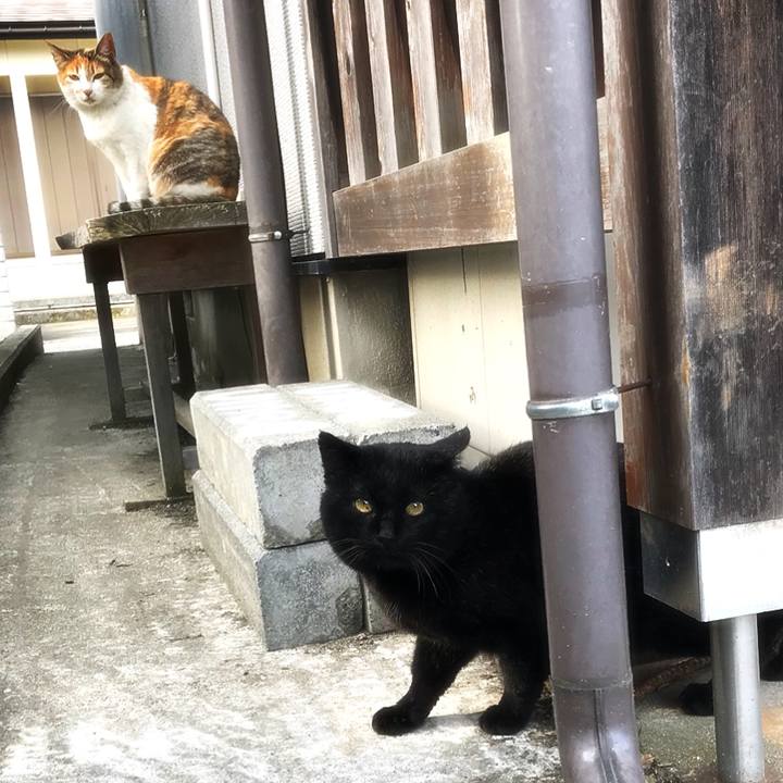 Ab009721 34b1 4d4d 91ff cb6f543e1f75 1521879560803