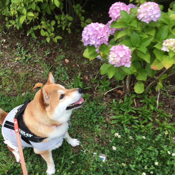 Ab01a1e2 9159 43f6 ad93 5a877f4128b5 1528881597852