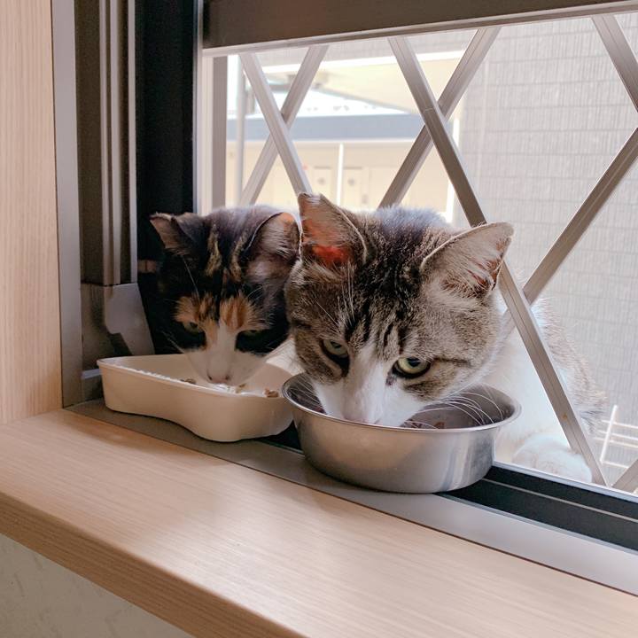 Ab0455f0 1690 42ab bf37 1dd7888bb753 1553476009617