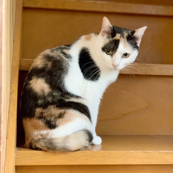 Ab0a8192 53c1 433e 8a01 d1f349f03e16 1538533210032