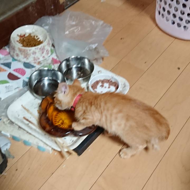 Ab0d0d9c ae0f 4e77 bea4 5c8a32c312a5 1628459284729