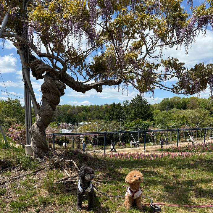 Ab0f0939 4171 4b04 b2be b606531d2bc6 1747048119688