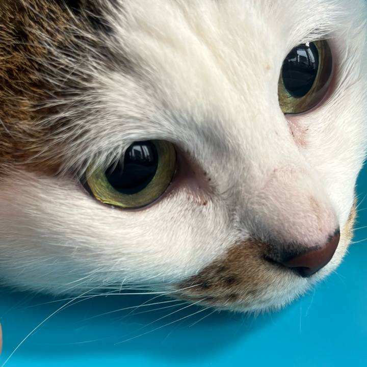 Ab0f71df c1f3 4056 b57b c6818269cd71 1741439339360