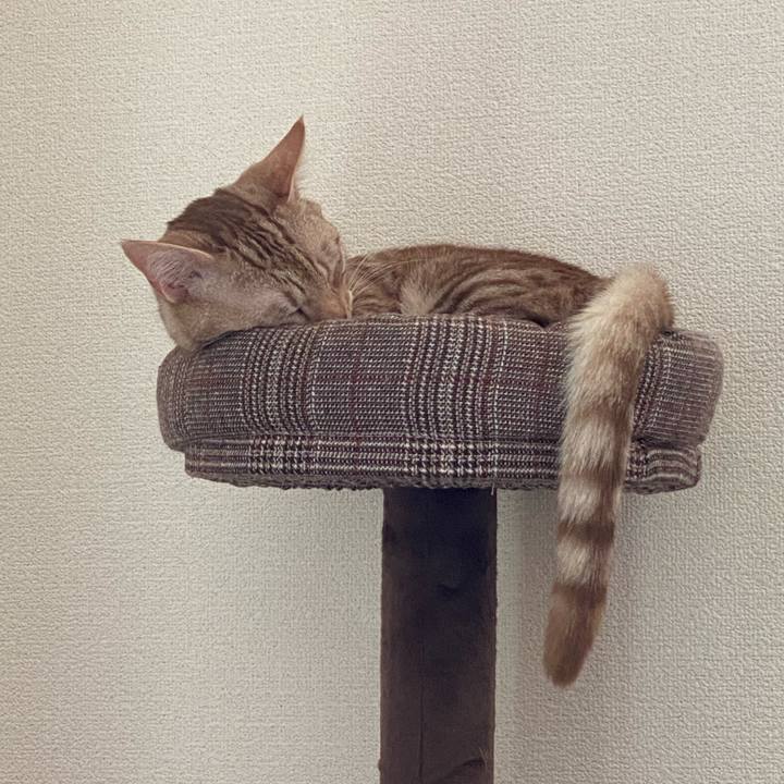 Ab13c4d8 bdf0 4a39 b51a 55b99b29ba3e 1621055136672