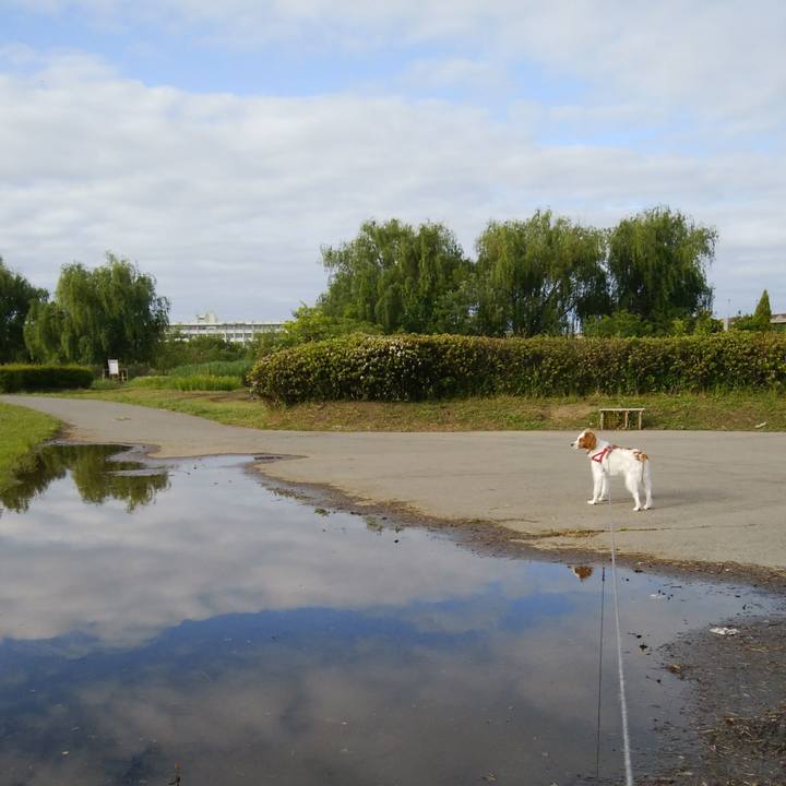 Ab14cf76 7a68 4f7d a924 c1eece974eec 1526774154148