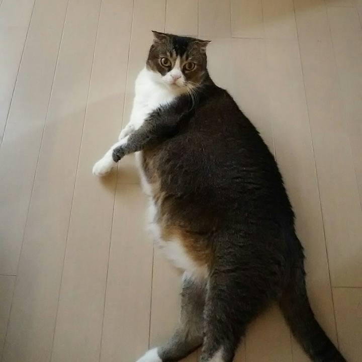 Ab170dcc 28c4 4831 90f6 5d35c26f85d6 1528774683899