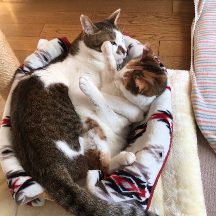 Ab1750c5 cb5e 4301 b782 5031df9219af 1544000101234