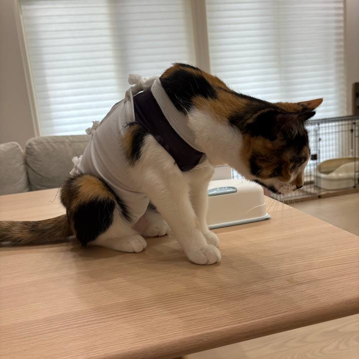 Ab2071b3 b5cb 4a2a a059 984b0e84cb72 1766974641249