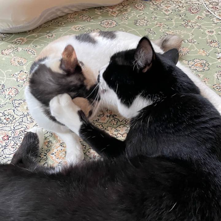 Ab21847e 357b 4bfd 8fc1 17ff72a8e5f1 1755577950952