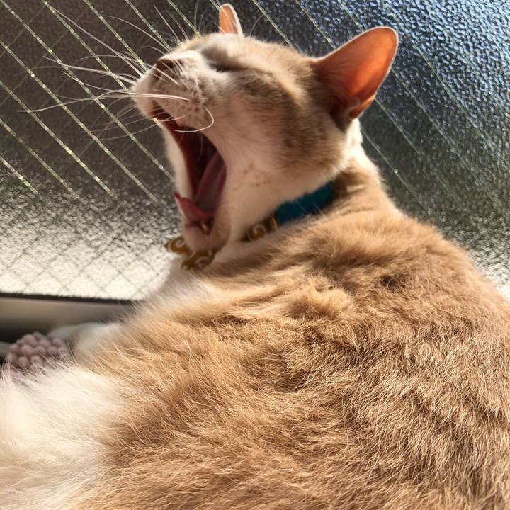 Ab22b2b8 400b 4199 8f4c c2937b6d9001 1584232989219