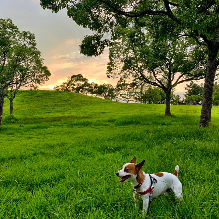 Ab250603 930d 4649 bda2 dd3ff953e673 1566731777785