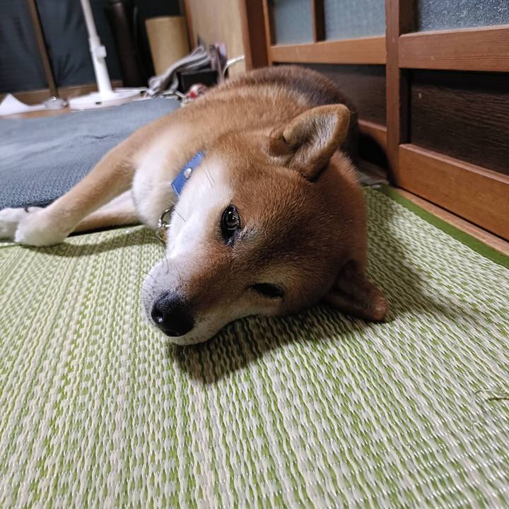 Ab2619ed 6ea0 4576 8357 7c51a60a7787 1758118749529