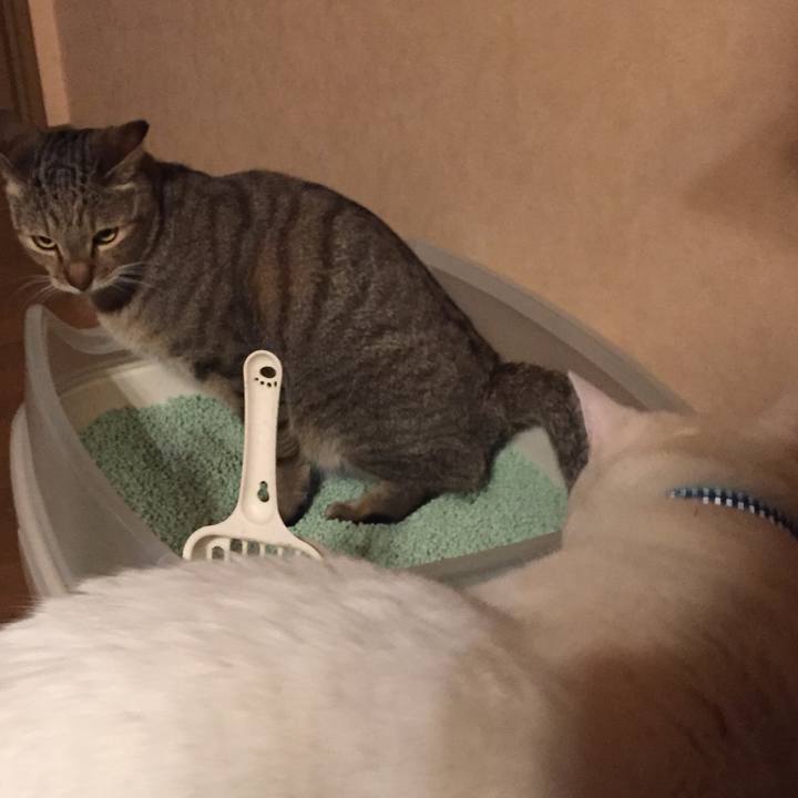 Ab27872c 8c59 4735 98a5 143a6c4f0713 1517481603691