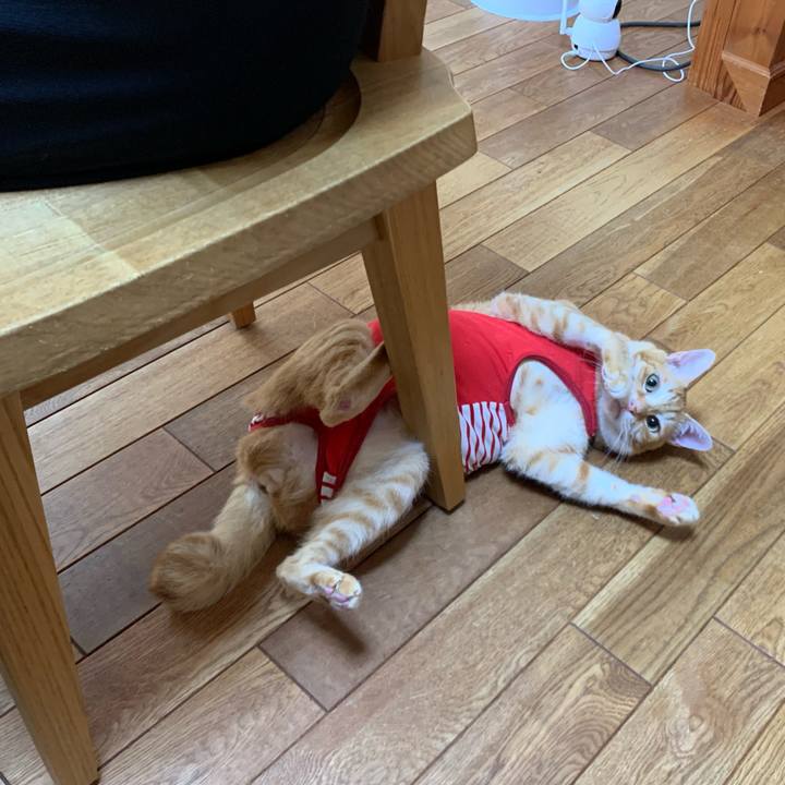 Ab28cf5a f772 4ab5 801a 05b1adc8e1e8 1590378712884