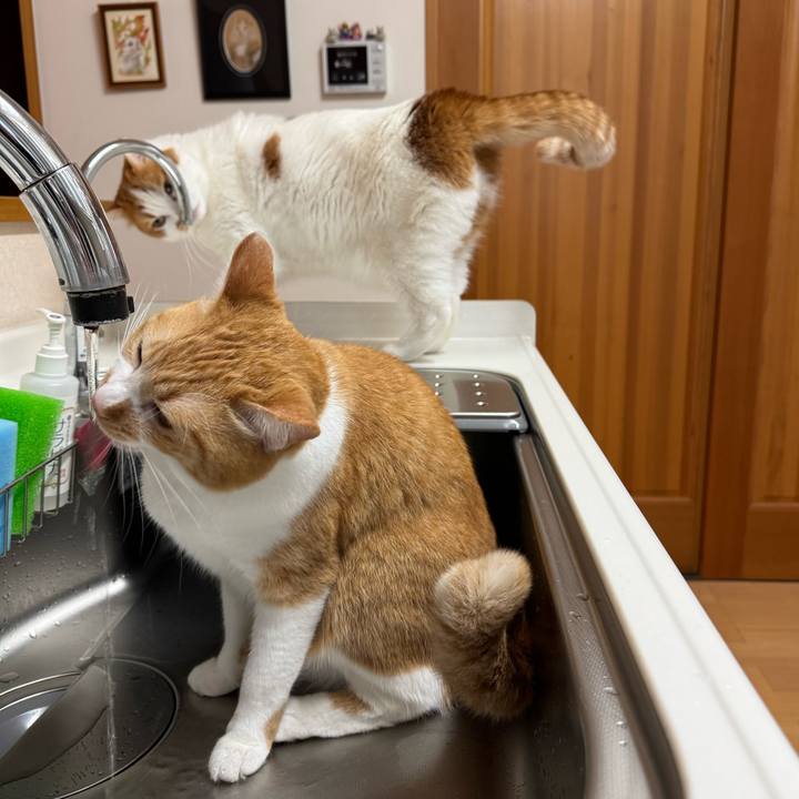 Ab29c676 eca7 40de 82cb 334ad91b62c5 1773111452000