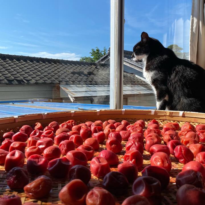 Ab2c01f8 f3f7 42de afbd bf543688ddc8 1722135712261