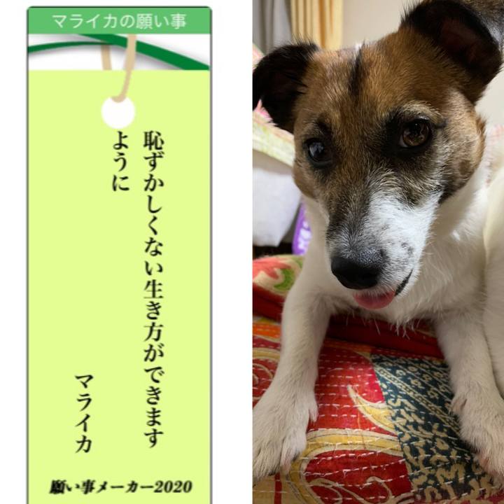 Ab2c8e8e 8978 44e7 b25e 85905294b032 1594124327503