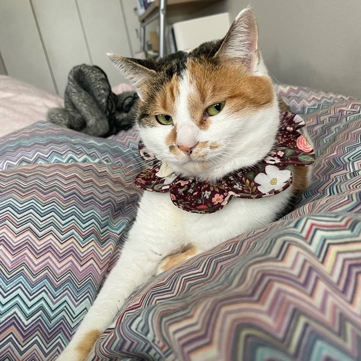 Ab2f11a5 924d 419b bd71 f12568e7cbe1 1736811591206