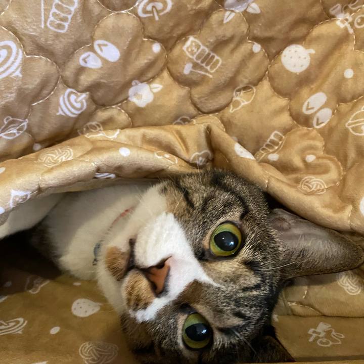 Ab3a3c0f c77c 4e80 b53a 94c5083359ab 1735443325742