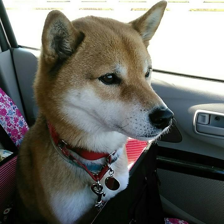 Ab3c1c4c cc65 45a1 9db8 91ff20e1dabb 1554166649011