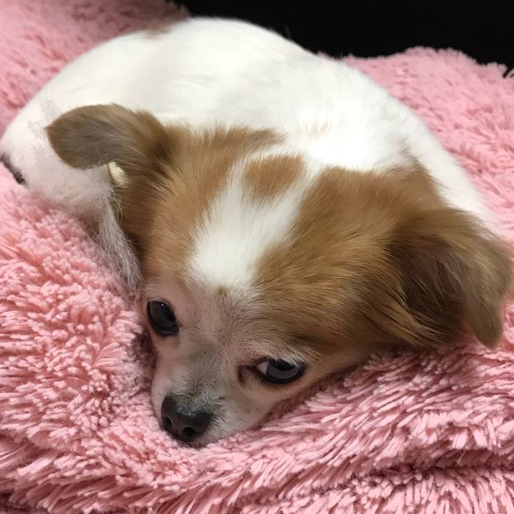 Ab43126c 14a8 4dea bfe5 9aff3520e0f6 1544193120659