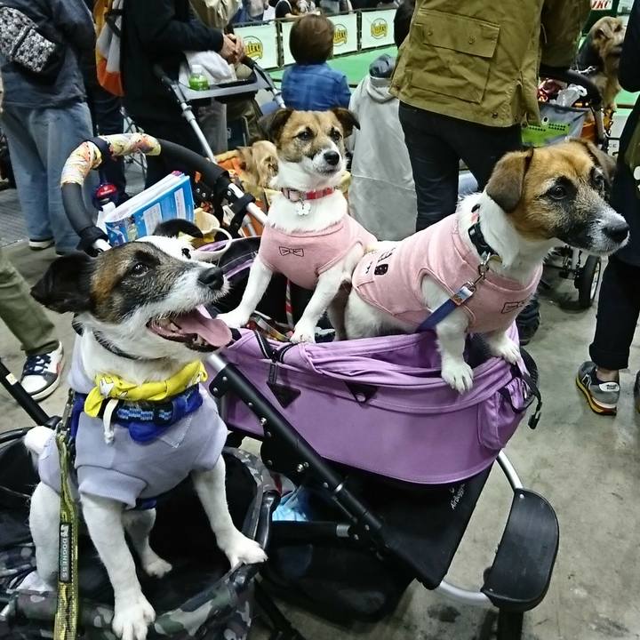 Ab439d3e bdb9 4455 b9e1 c205bd604fed 1522544682668