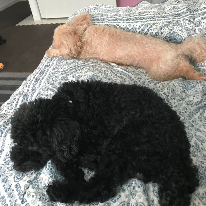 Ab450e97 429e 4642 ac8e 1bb65449b2de 1533446927560