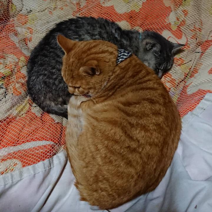 Ab460073 0856 4bc3 b870 74a79375469d 1573909511566