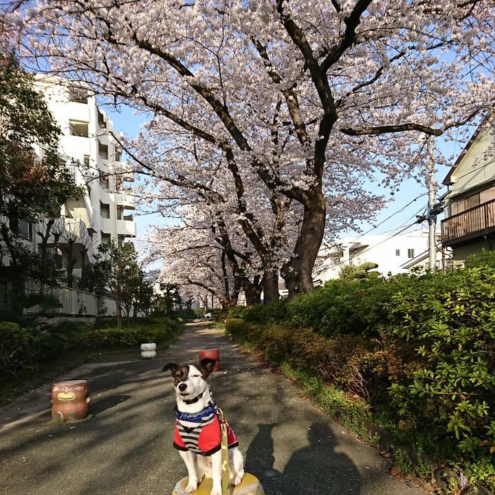 Ab46ab6a bc5f 49aa 918f bbafb7422e68 1522106402981