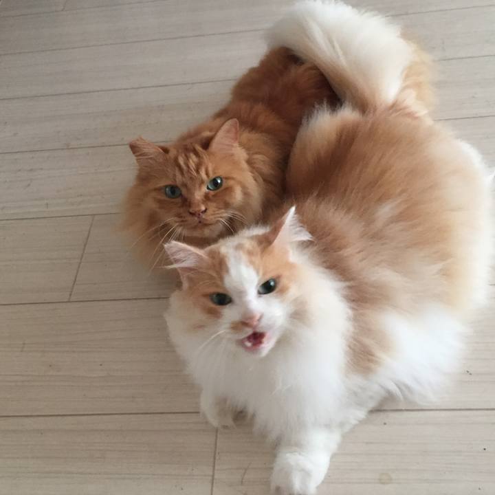 Ab46f374 f389 4997 bf32 8a9de8d732dc 1532379938301