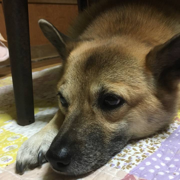 Ab4afe0e 9de8 4f5f baff d3058b4cb735 1511612205796