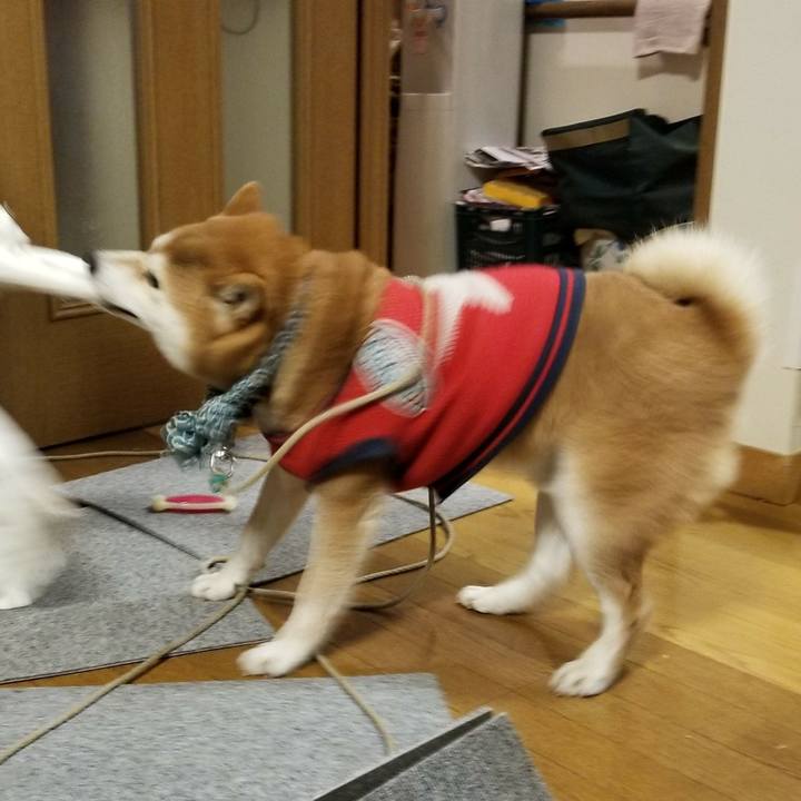 Ab4c03af c14f 4fb5 8240 a44d465ba4bd 1517390798025