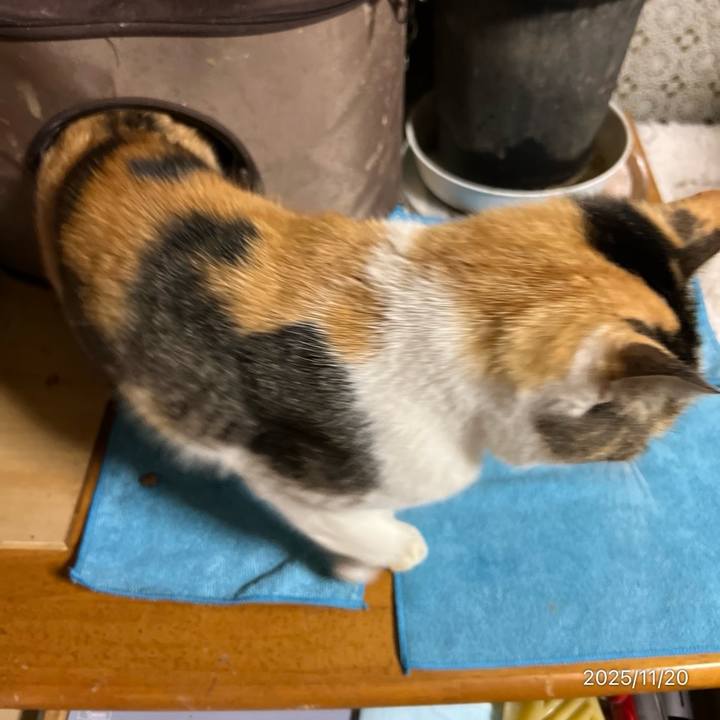 Ab4d0ecf da1b 4e02 9e87 43cd3401a7e9 1763589846831