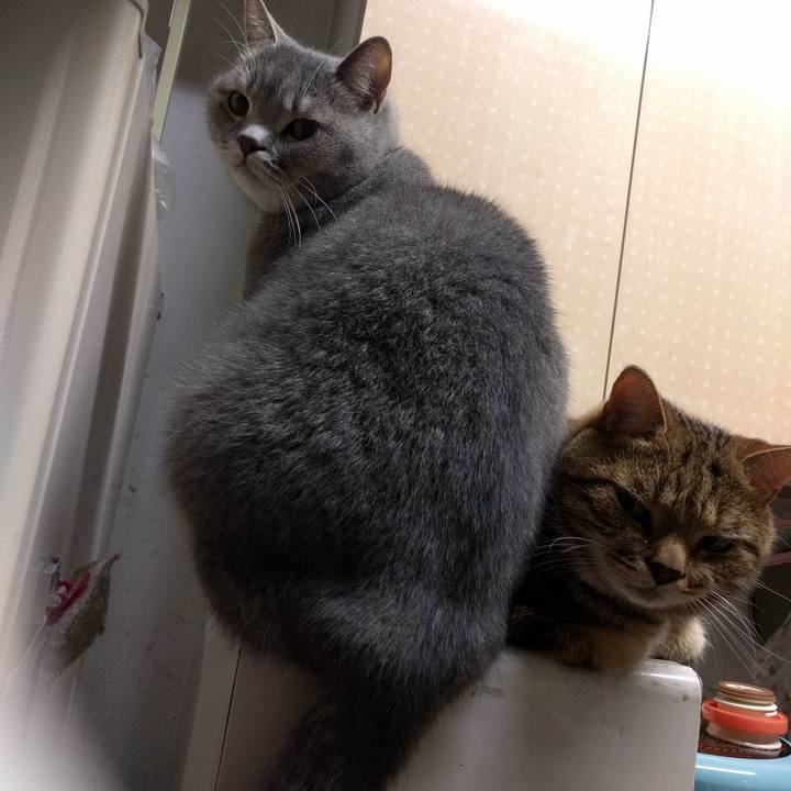 Ab4ea4e6 a24a 4588 b8ba d9415bf71f46 1541105357920