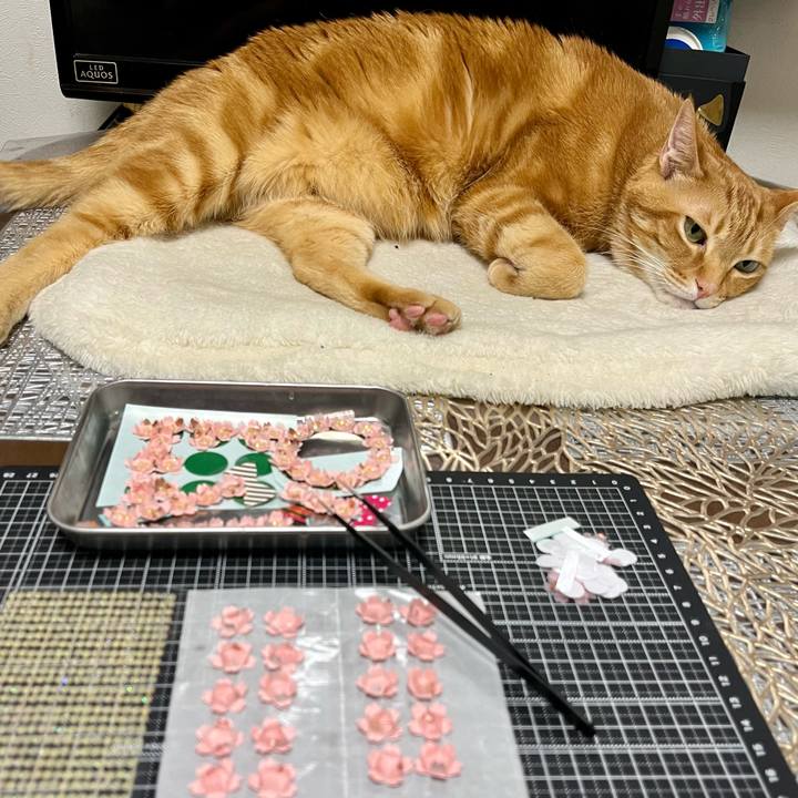 Ab4fe002 031c 423c a212 b9d50a6e2046 1646343768847