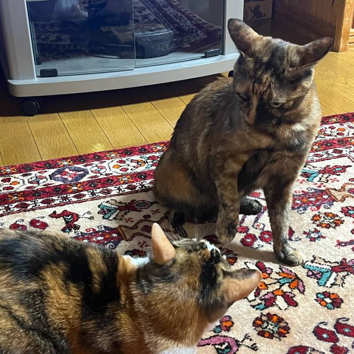 Ab50e9b5 5239 4fed 9b4b 0106c9ed5bdf 1756038668259