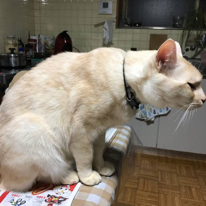 Ab52420e c0c8 48cf ab10 5ab15be26e6d 1544697888280