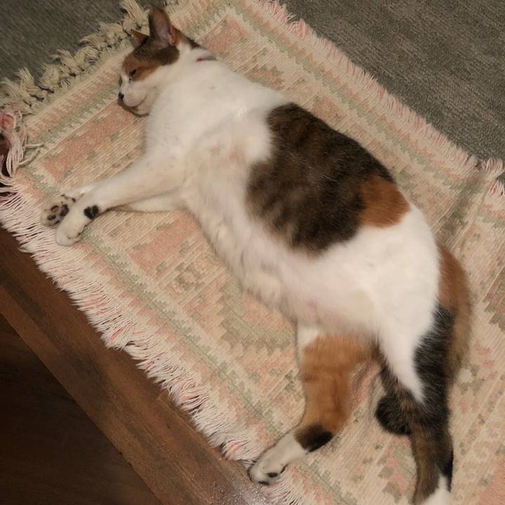 Ab55515f ec64 49d5 9594 da39f1221351 1530270838004