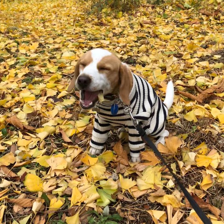 Ab5743d5 3683 4673 b362 04b231ffb3da 1544932309939